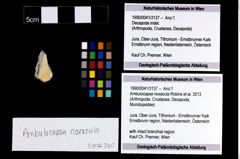 Foto (Objekt + Etikett) von Ambulocapsa novacula (Robins et al., 2013)  (NHMW-GEO-1990-0041-3137)